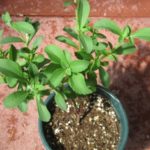 stevia-sukkerplante-dyrkning