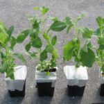 steviapotteplanter